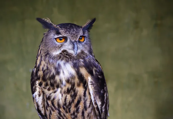 stock image Portrait of an Owl