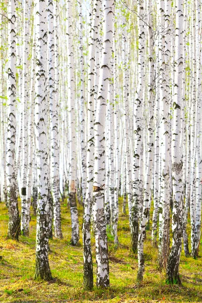 Tavaszi erdő nyír — Stock Fotó