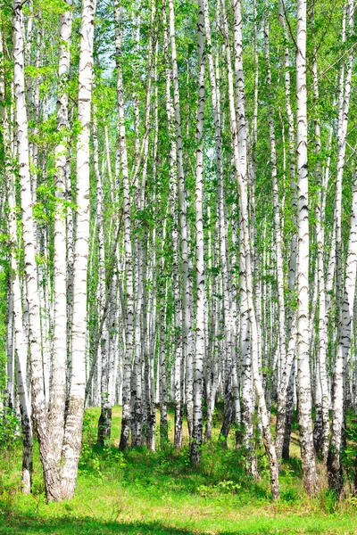 Floresta de bétula. Maio — Fotografia de Stock