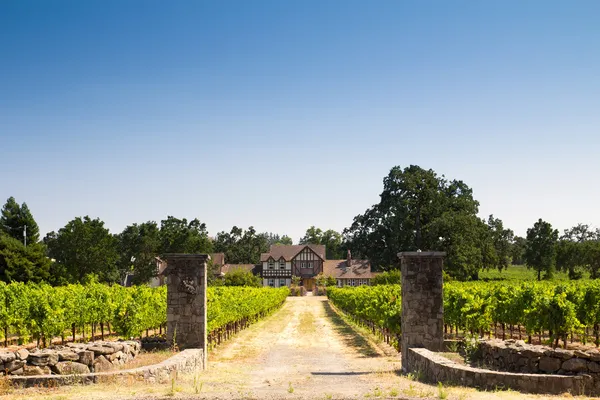 Beautiful house in a vineyard — Stok fotoğraf