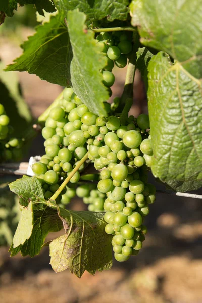 Vroege witte wijn druiven — Stockfoto