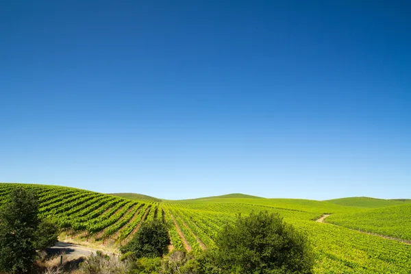 Виноградное поле — стоковое фото