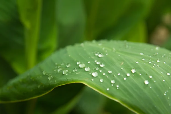 stock image Water drops on leaf