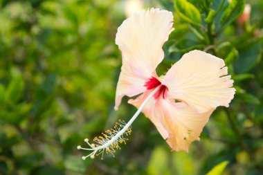 hibiscus çiçeği