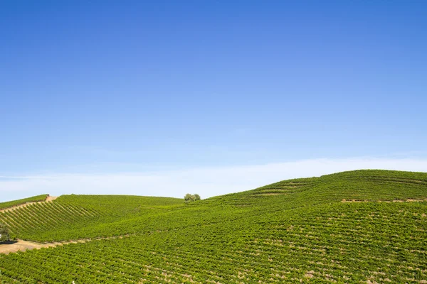 Wijngaard veld — Stockfoto