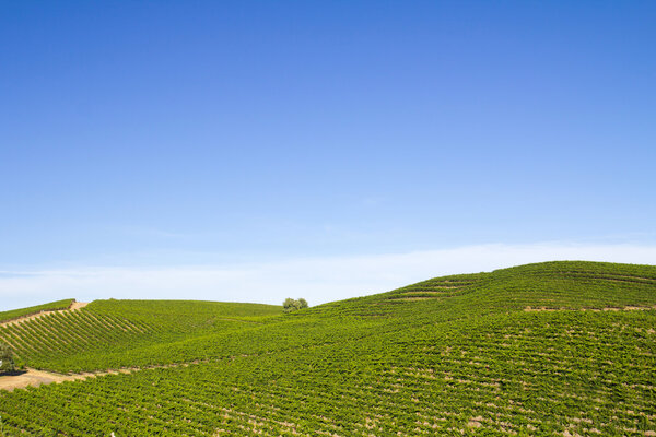 Vineyard field during summer in Sonoma County, California