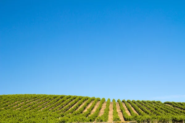 Vineyard field — Stock Photo, Image
