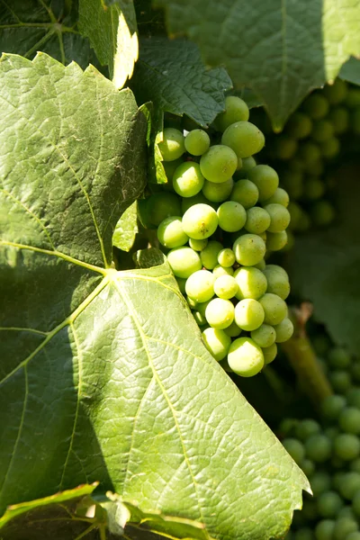 Early white wine grapes — Stock Photo, Image