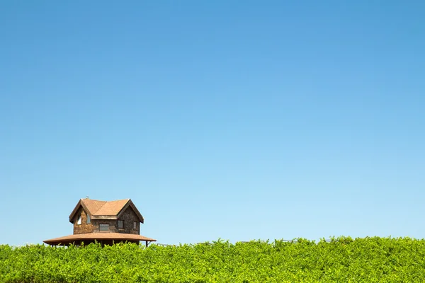 Виноградник і будинок — стокове фото