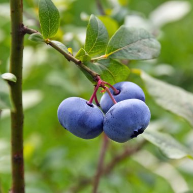 Bog bilberry(Vaccinium uliginosum). clipart