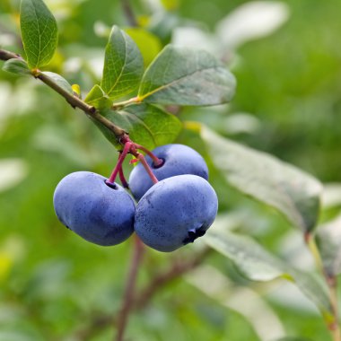 Bog bilberries (Vaccinium uliginosum). clipart