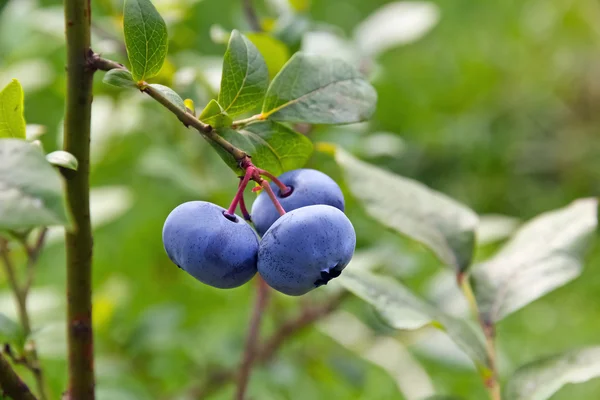 Stock image Bog bilberry(Vaccinium uliginosum).