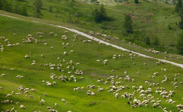 羊の放牧 — ストック写真