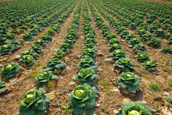 stock image Agriculture