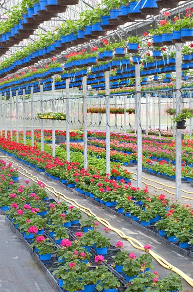 Červené květiny ve skleníku — Stock fotografie