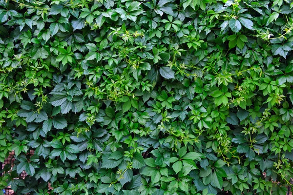 Groene vegetatieve achtergrond — Stockfoto