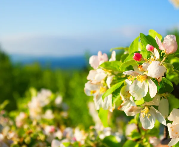 Flowering apple tree in mountain — Stock Photo, Image