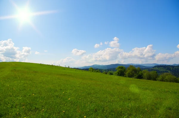 Green mountain meadow in spring — Stock Photo, Image