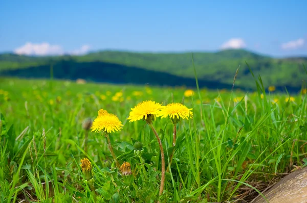 Żółty mniszek w górach na wiosnę — Zdjęcie stockowe