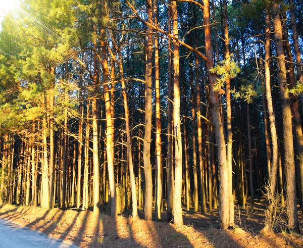 Morgonsolen strålar i vår skog — Stockfoto