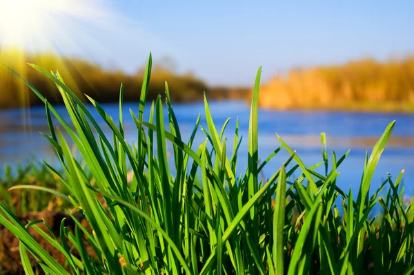 Erba verde sulla riva del fiume in una giornata di sole — Foto Stock