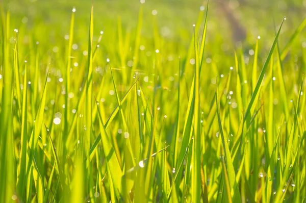 Erba umida verde con rugiada su lame — Foto Stock