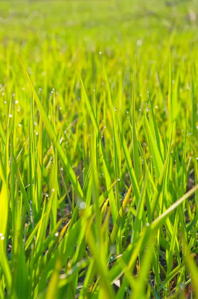 Erba umida verde con rugiada su lame — Foto Stock