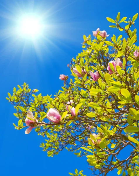Spring blossoms of Chinese magnolia tree — Stock Photo, Image