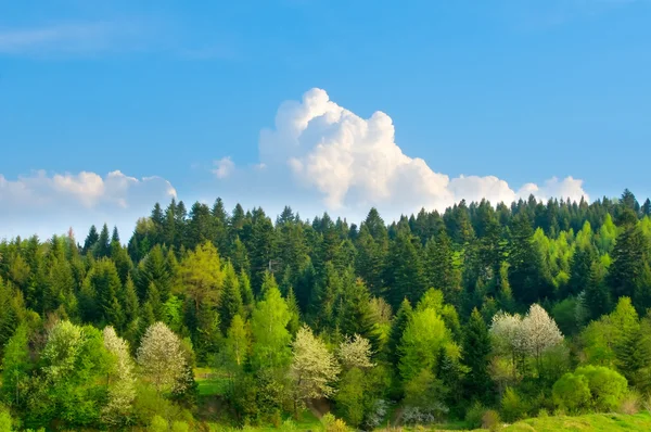 Wiosnę krajobraz lasu. Beskid carpatian — Zdjęcie stockowe