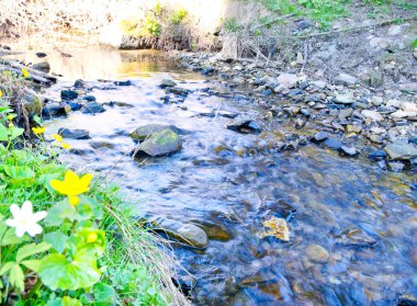 Spring flowers near a mountain stream clipart