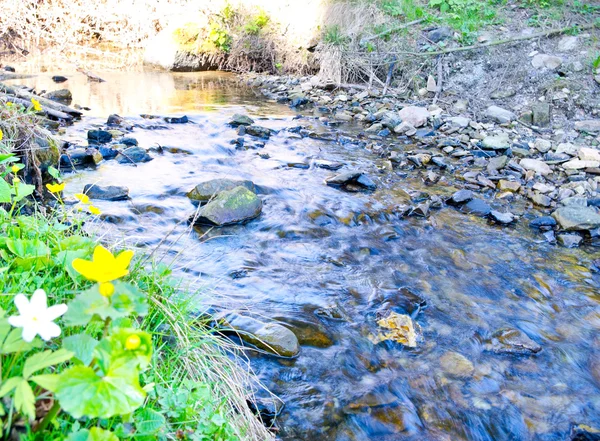 Spring flowers near a mountain stream — Stock Photo, Image