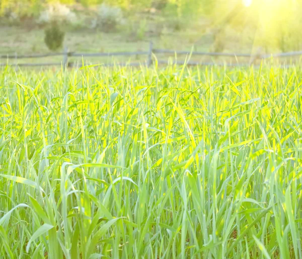 Trigo verde en primavera —  Fotos de Stock