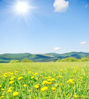 Sarı dandelions bahar dağlarda