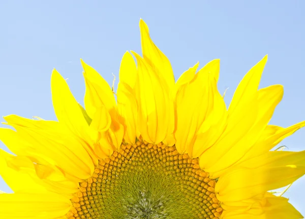 Girassol amarelo em um fundo céu — Fotografia de Stock