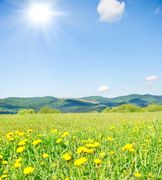 春の山の中の黄色のタンポポ — ストック写真