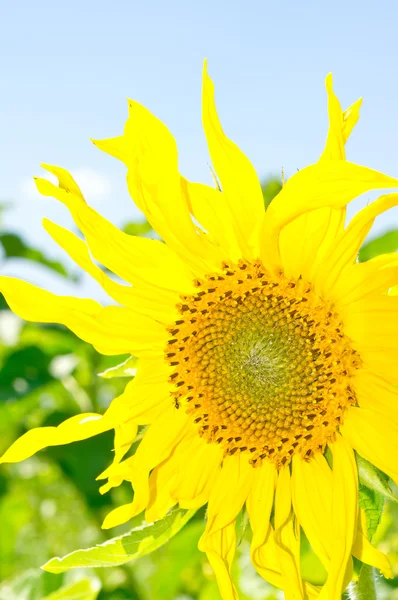 Gelbe Sonnenblume auf einem Himmelshintergrund — Stockfoto