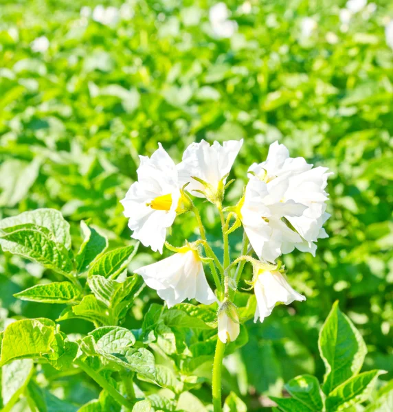 Blooming flowers of potato in the vegetable garden — Stock Photo, Image