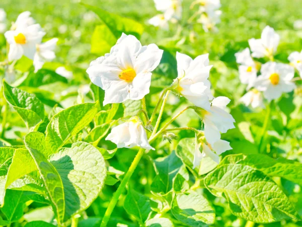 Bloeiende bloemen van aardappel in de moestuin — Stockfoto