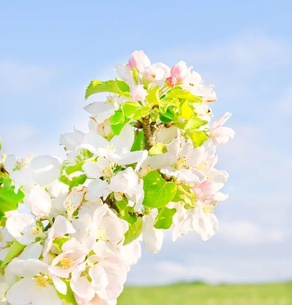 Florecimiento de manzanos en primavera — Foto de Stock