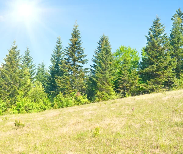 Alberi verdi in montagna. Paesaggio naturale — Foto Stock