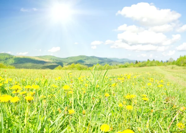 Yellow dandelions in the mountains in the spring — Stock Photo, Image