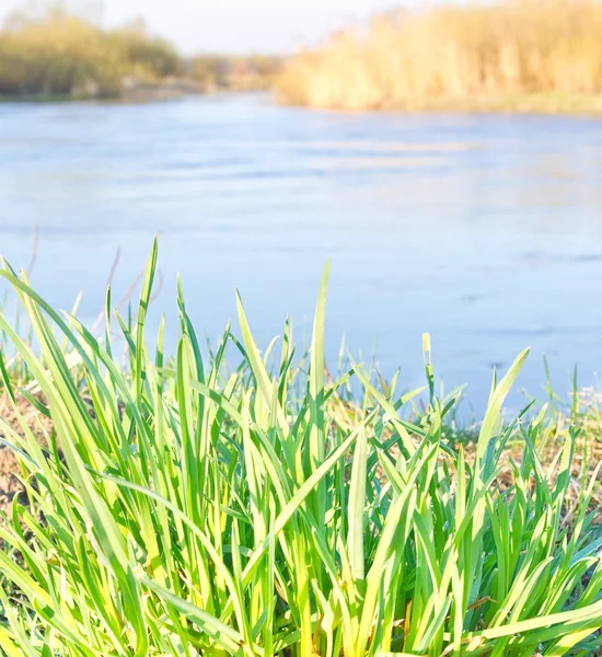 Green grass on the bank of the river on a sunny day — Stock Photo, Image