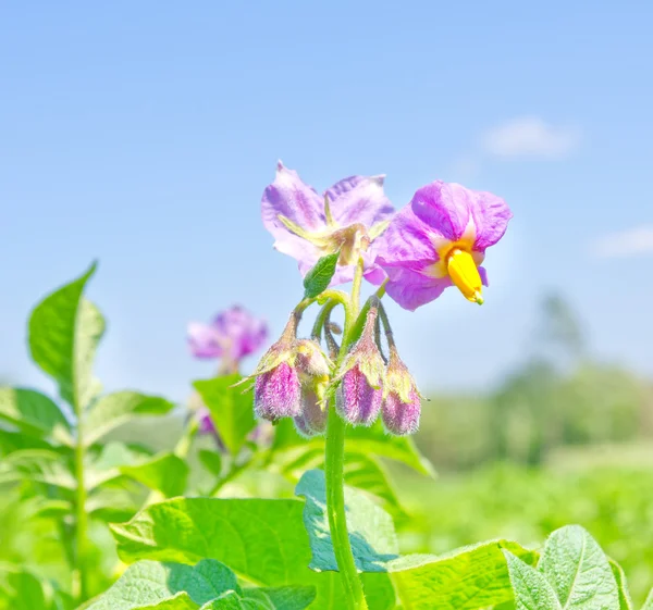 Bloeiende bloemen van aardappel in de moestuin — Stockfoto