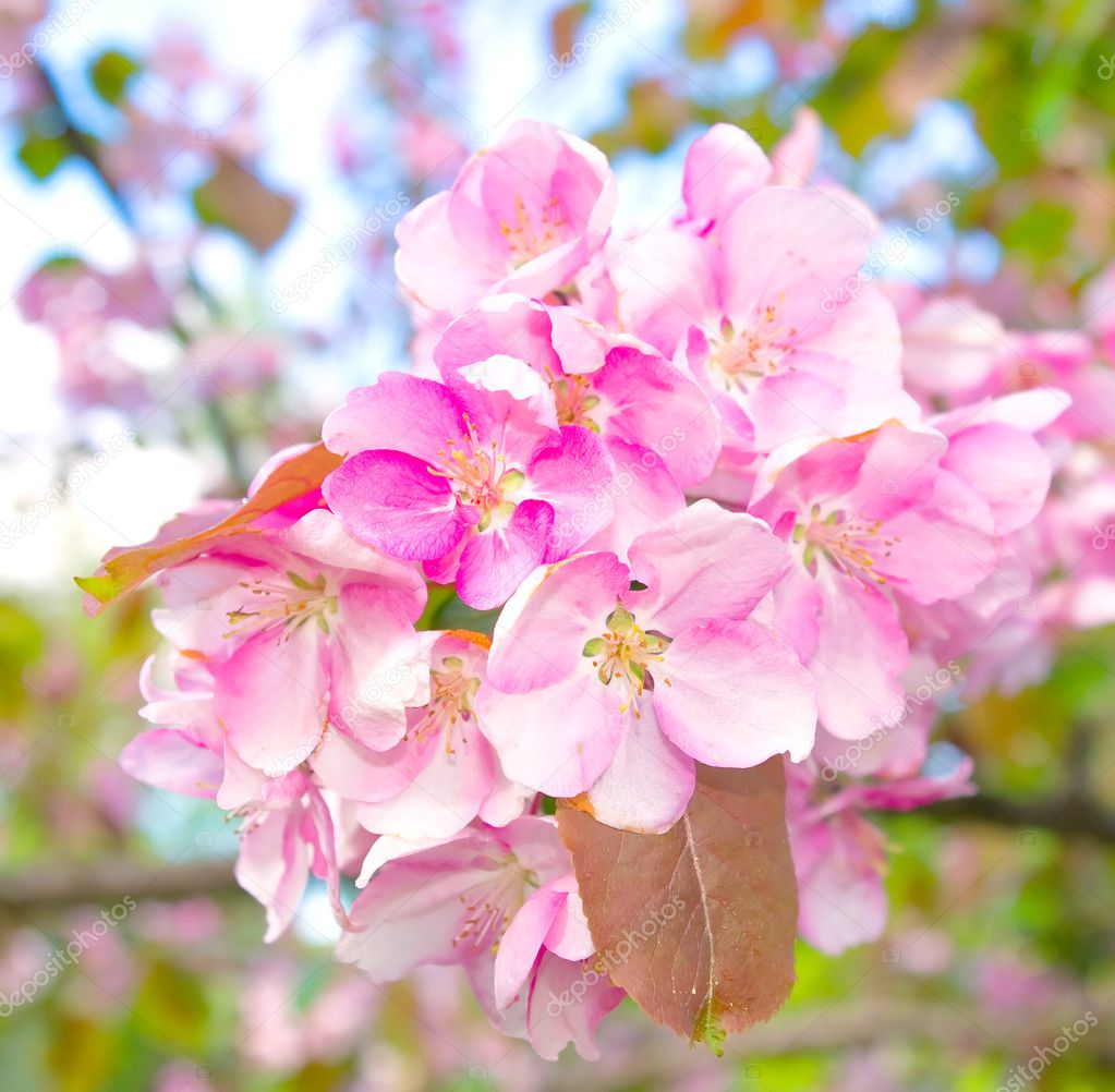 Flowering fruit trees in the spring — Stock Photo © gektor #11362584