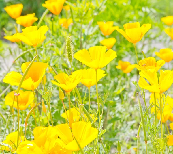 Gelbe Blumen auf grünem Feld — Stockfoto