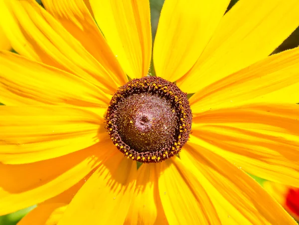 夏天花园里的黄色雏菊 — 图库照片