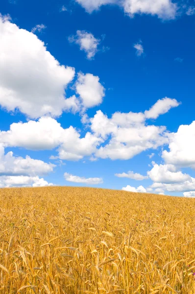 Campo de oro de trigo contra el cielo azul —  Fotos de Stock