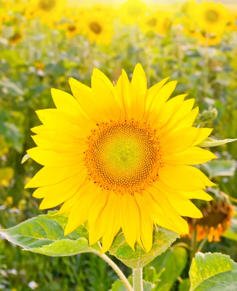 Yellow sunflower on a meadow — Stock Photo, Image