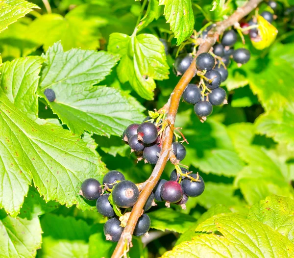 Ripe black currant fruits and green leafs on branch — Stock Photo, Image