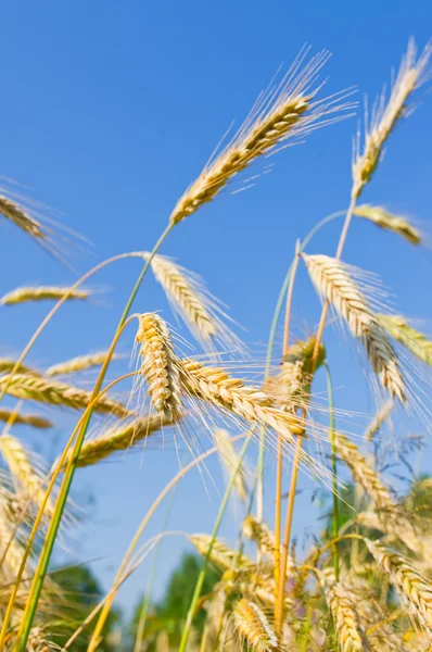 Orecchie di grano dorato contro il cielo blu — Foto Stock
